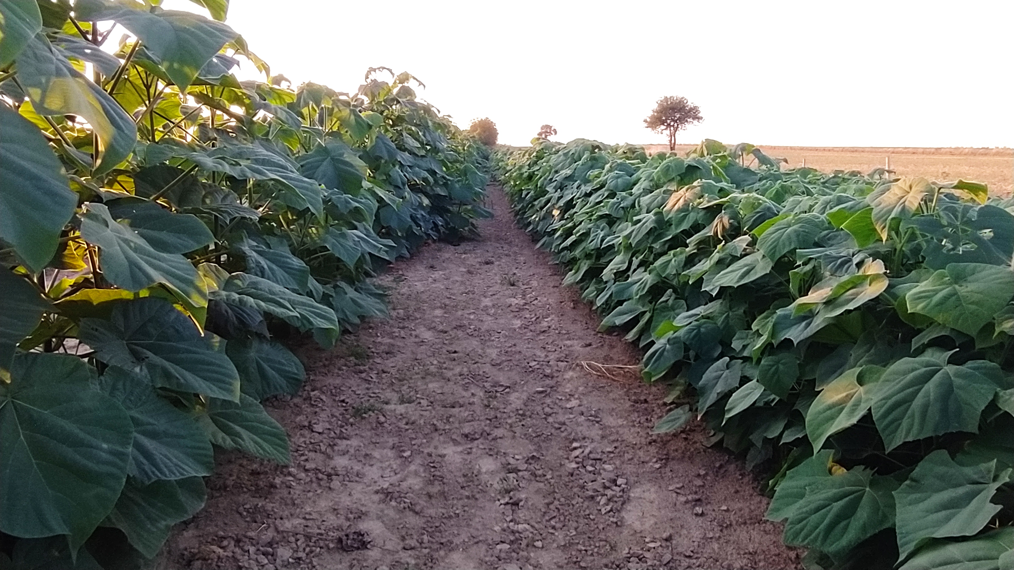 Dorodne drzewo Paulownia Shan Tong na plantacji