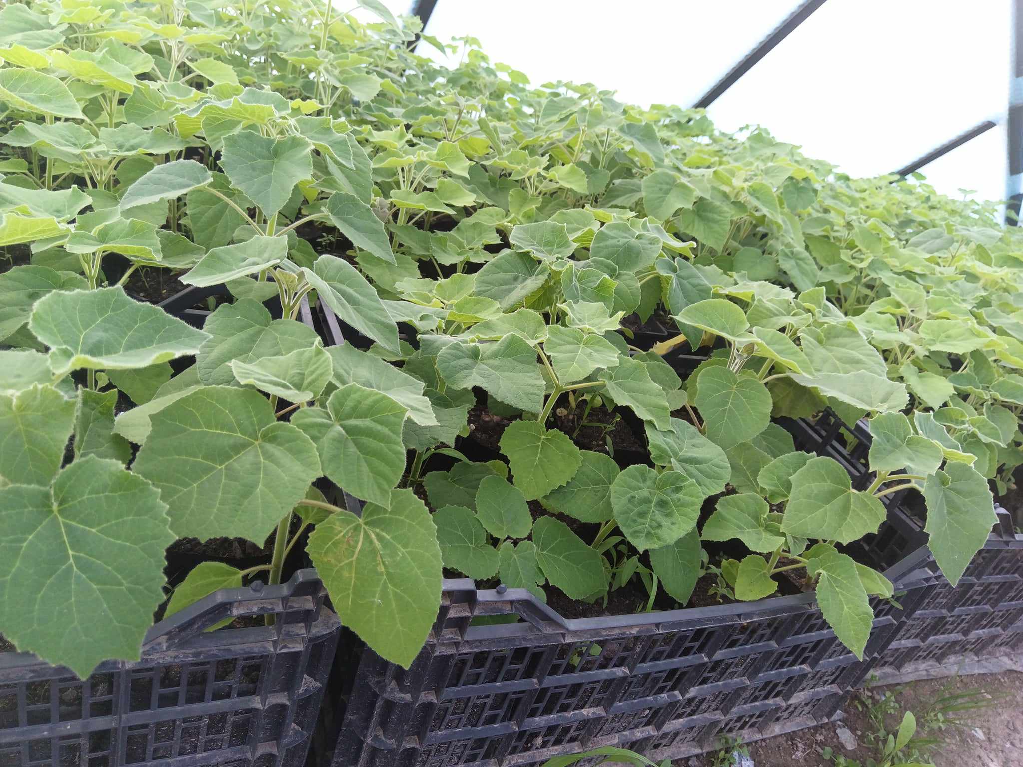 Sadzonki Paulownia Shan Tong w doniczkach