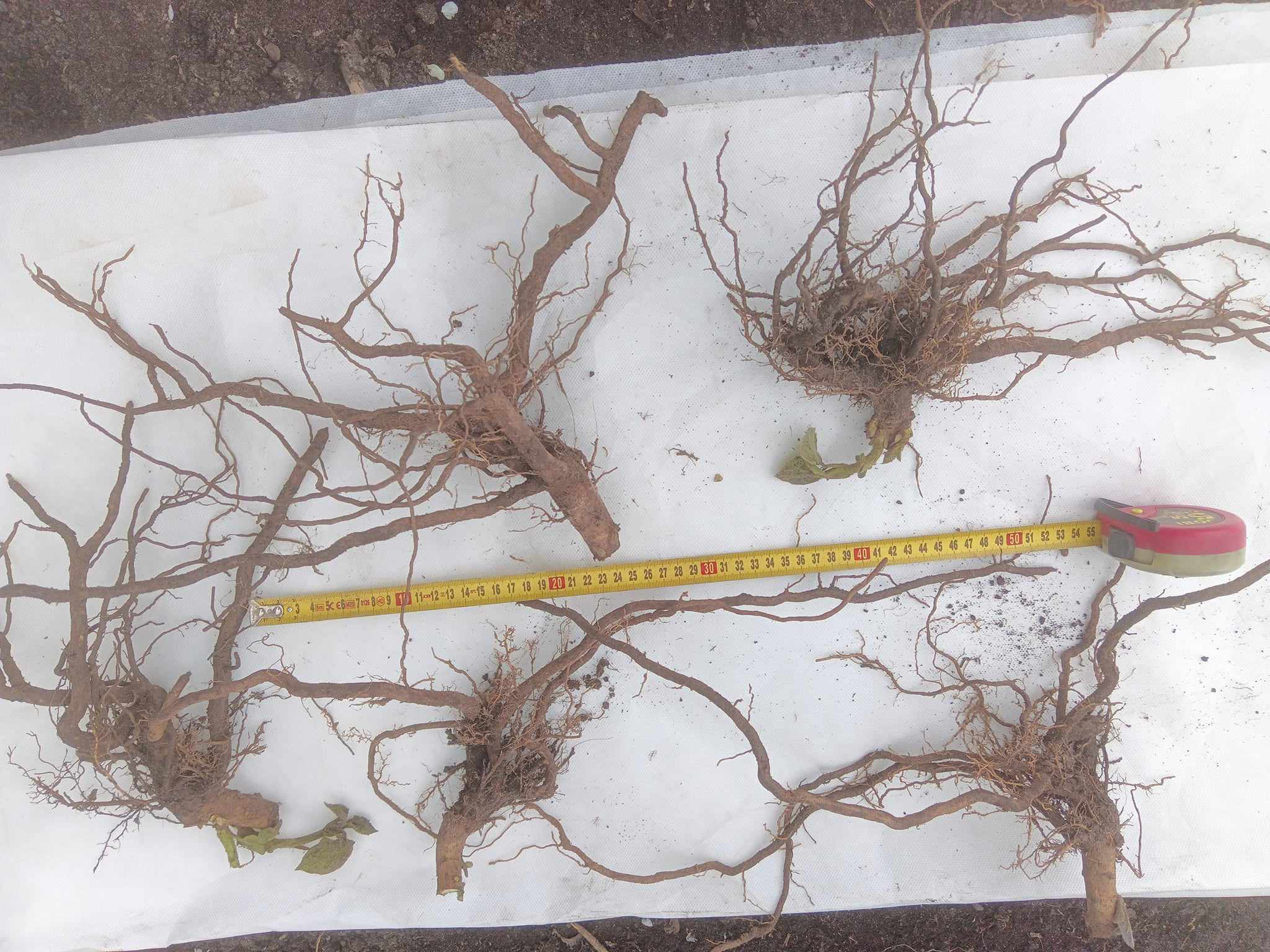 Karpa paulownii wykopana z gruntu